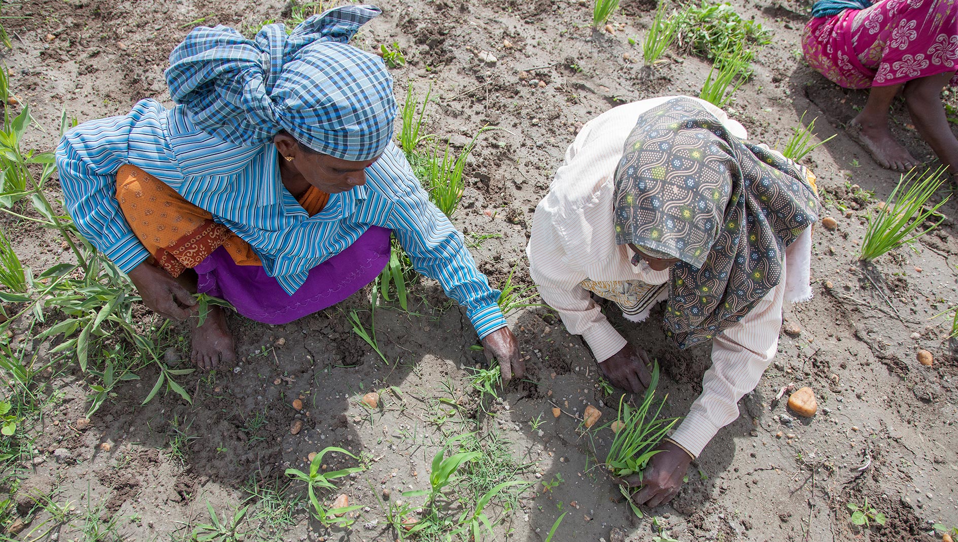 Giornata mondiale della donna rurale